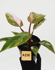 Philodendron 'Pink Princess Galaxy Marble' Sport - Perfectly Imperfect