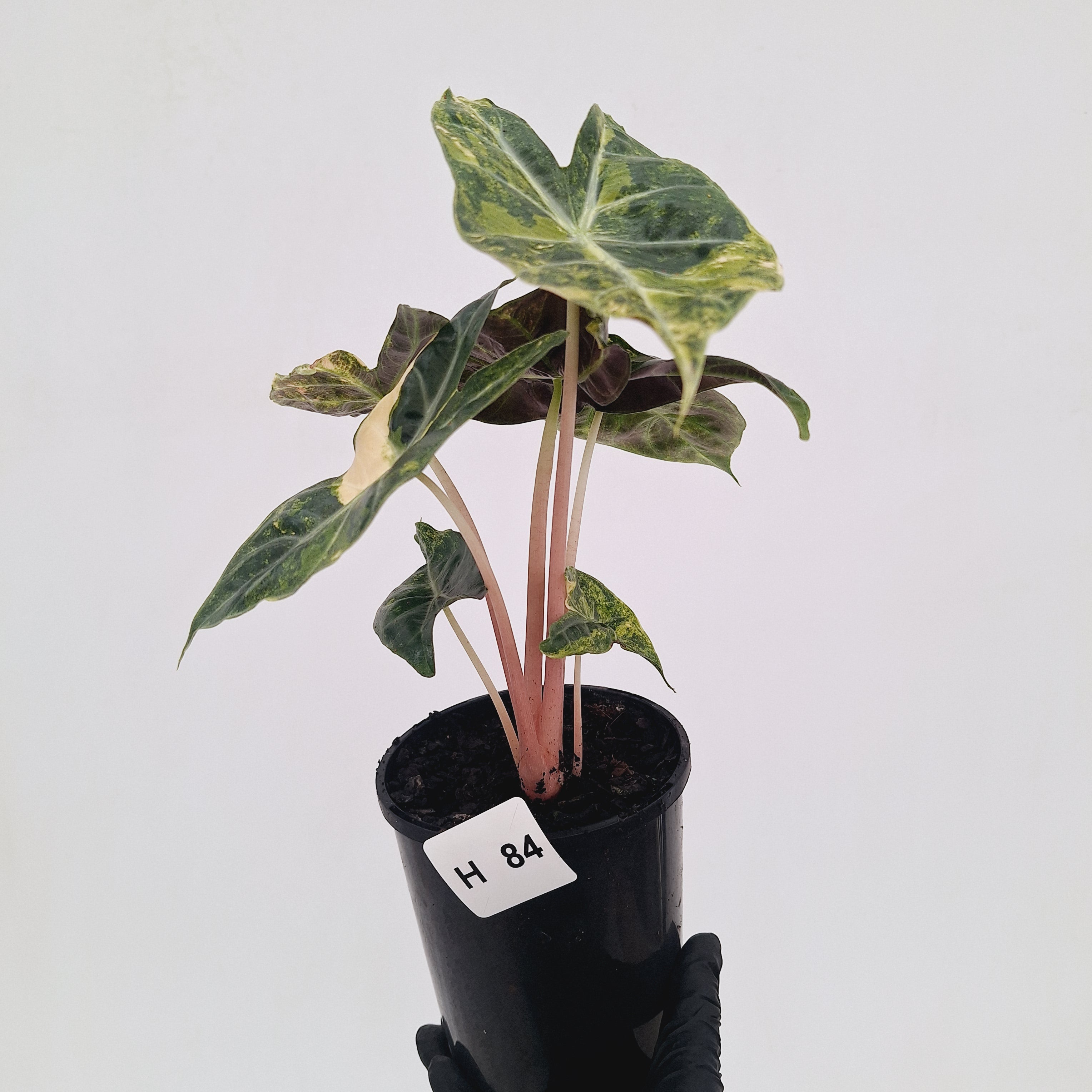 Alocasia Pink Dragon 'Variegata'