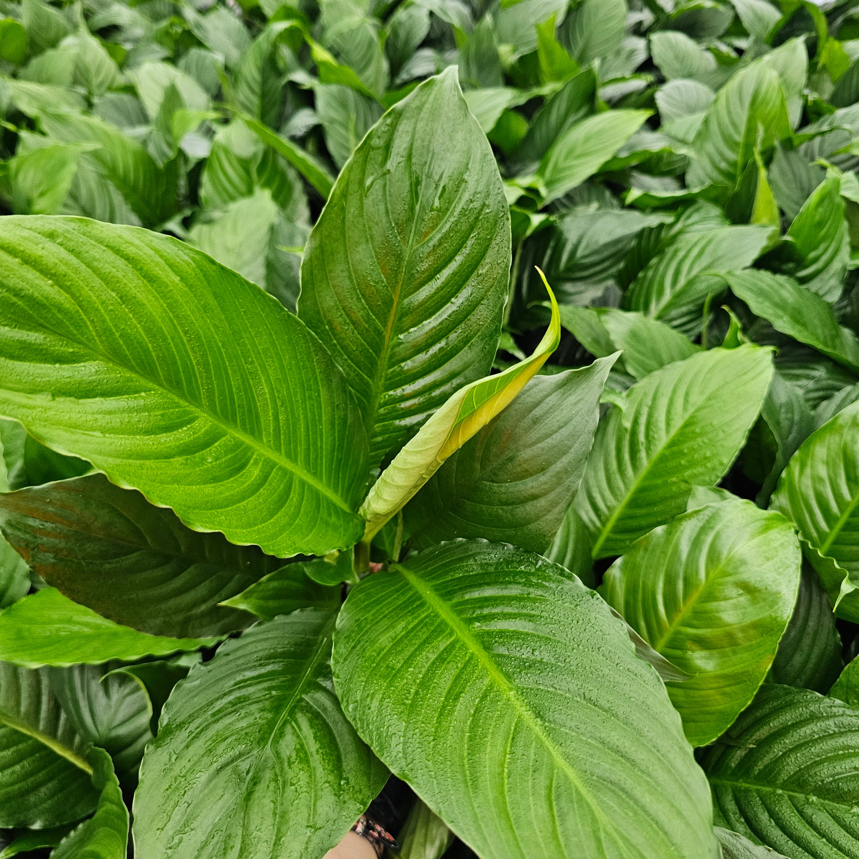 Spathiphyllum floribundum Peace Lily