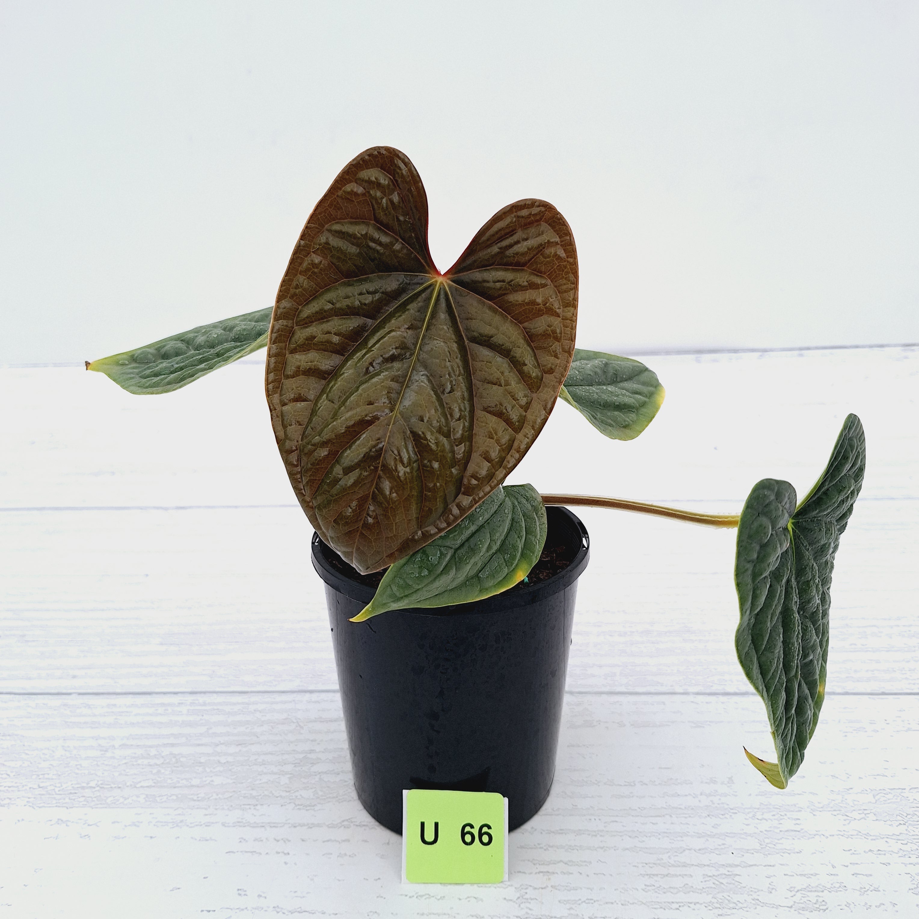 Anthurium Luxurians