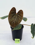 Anthurium Luxurians