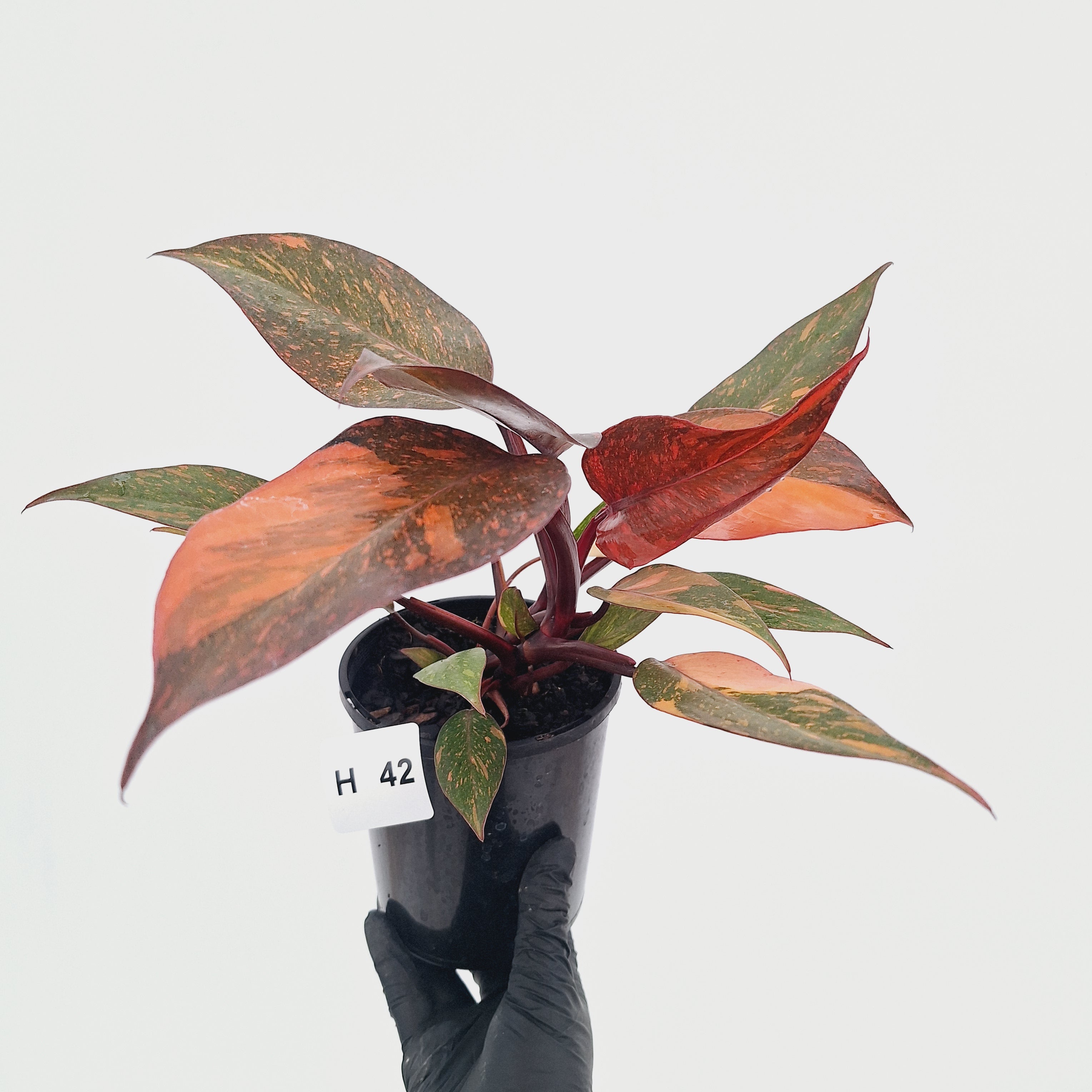 Philodendron 'Orange Princess' - FLASH SALE