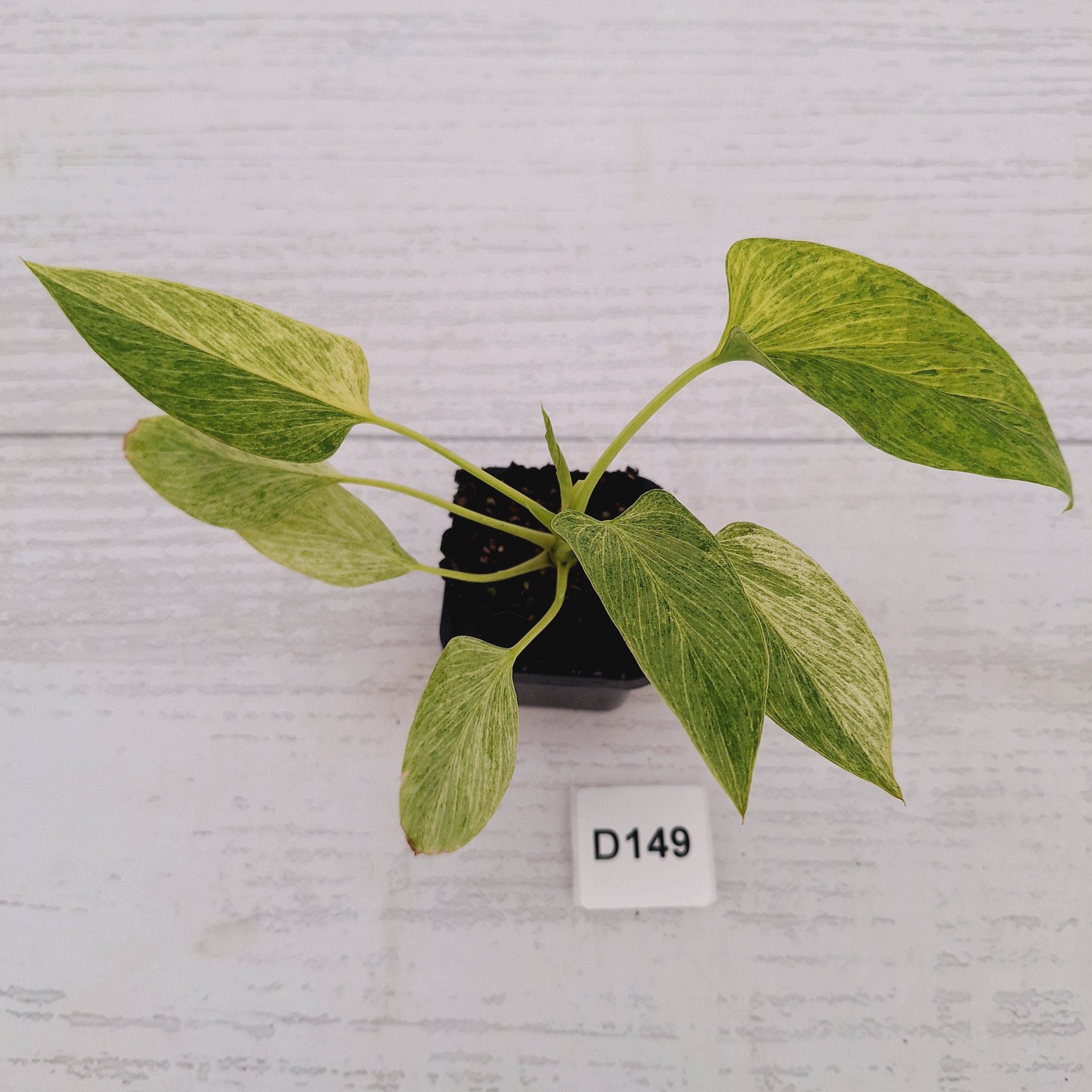 Homalomena sulcata ‘Cream Frost’ - SALE