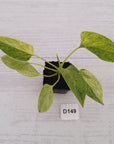 Homalomena sulcata ‘Cream Frost’ - SALE