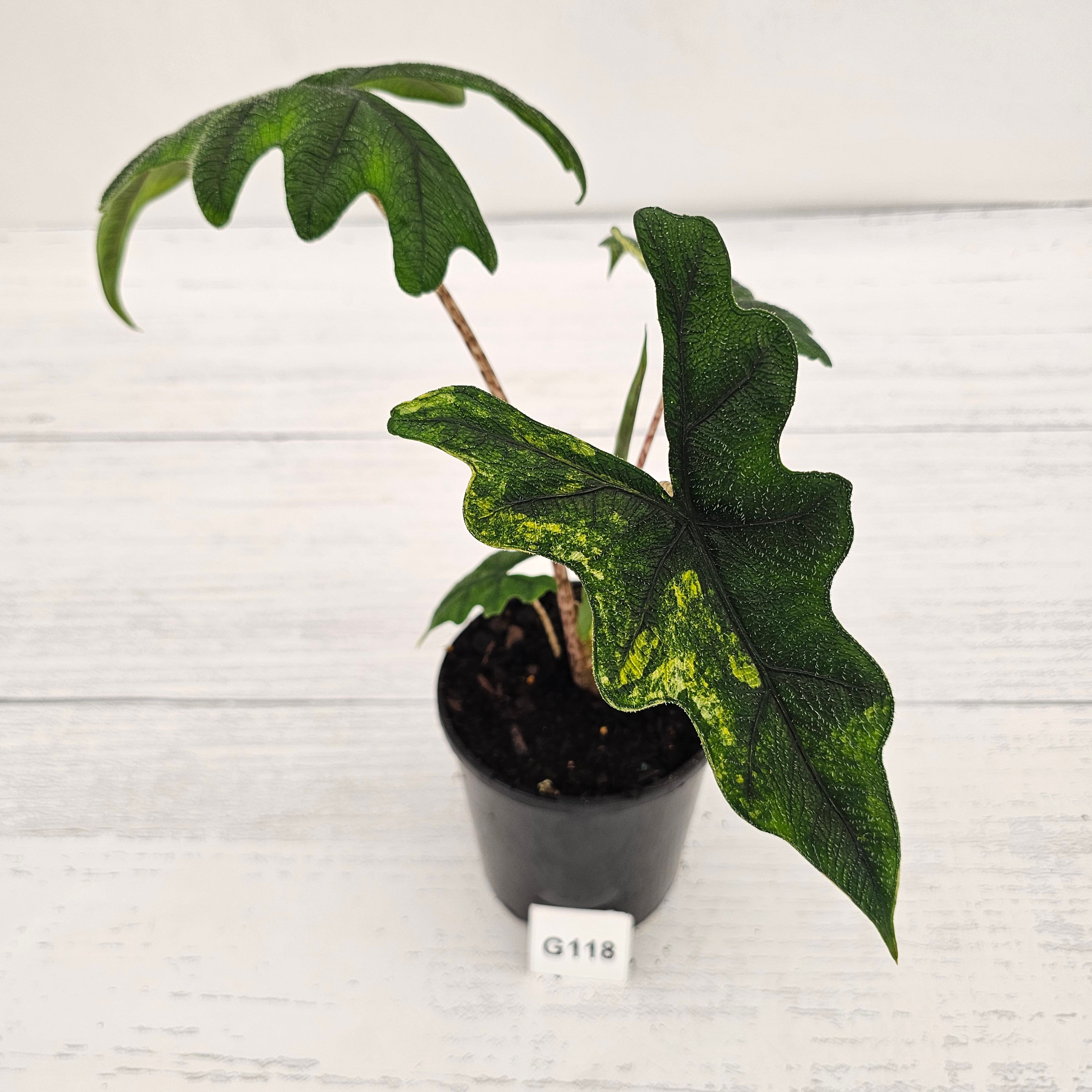 Alocasia tandurusa Jacklyn Variegata
