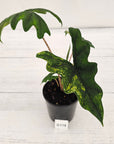 Alocasia tandurusa Jacklyn Variegata