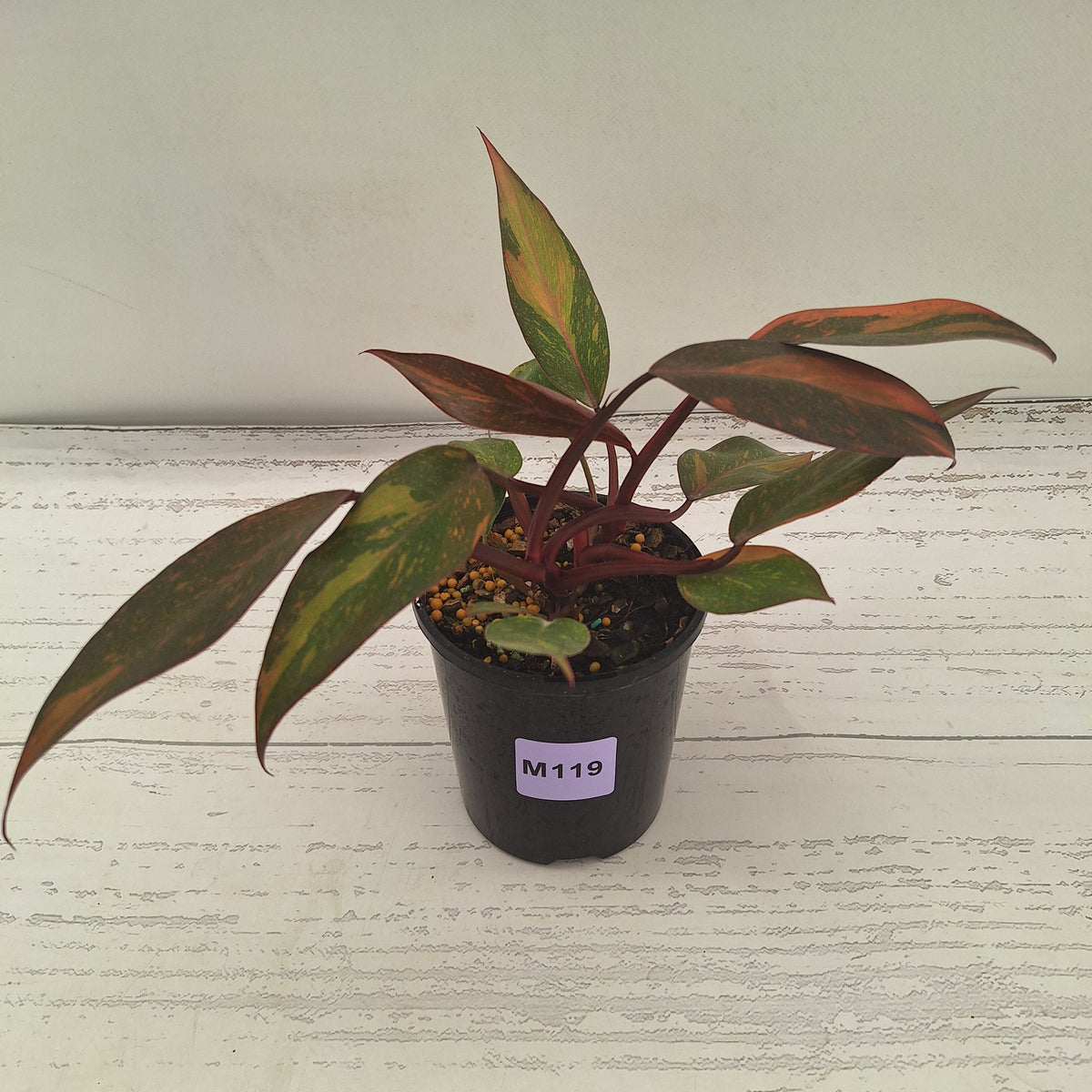 Philodendron 'Orange Princess' Sport