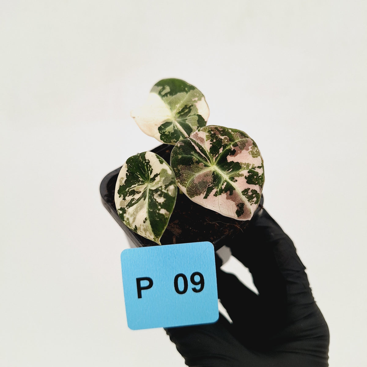 Alocasia reginula 'Black Velvet variegata'