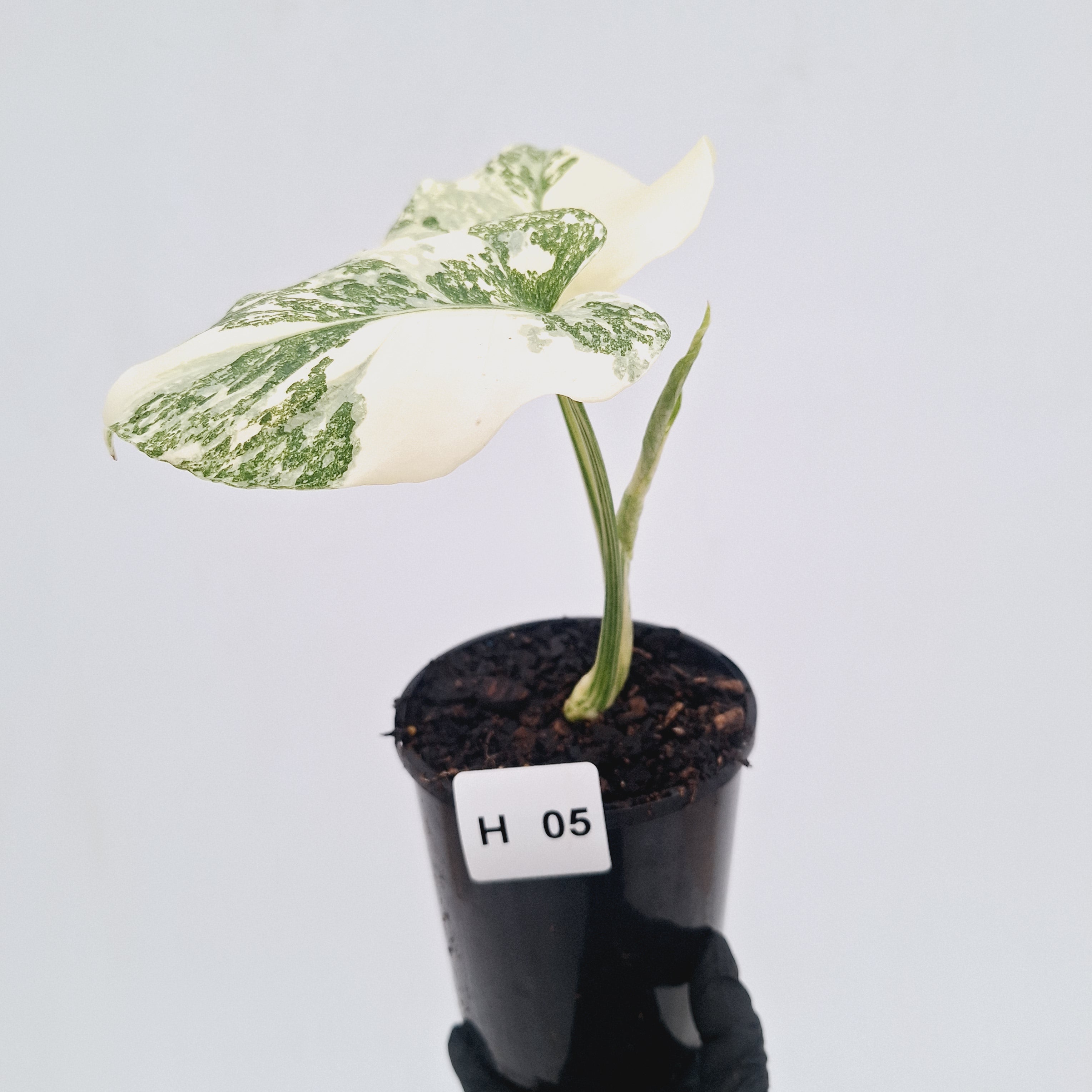 Monstera deliciosa Thai Constellation Sports