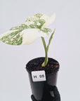 Monstera deliciosa Thai Constellation Sports