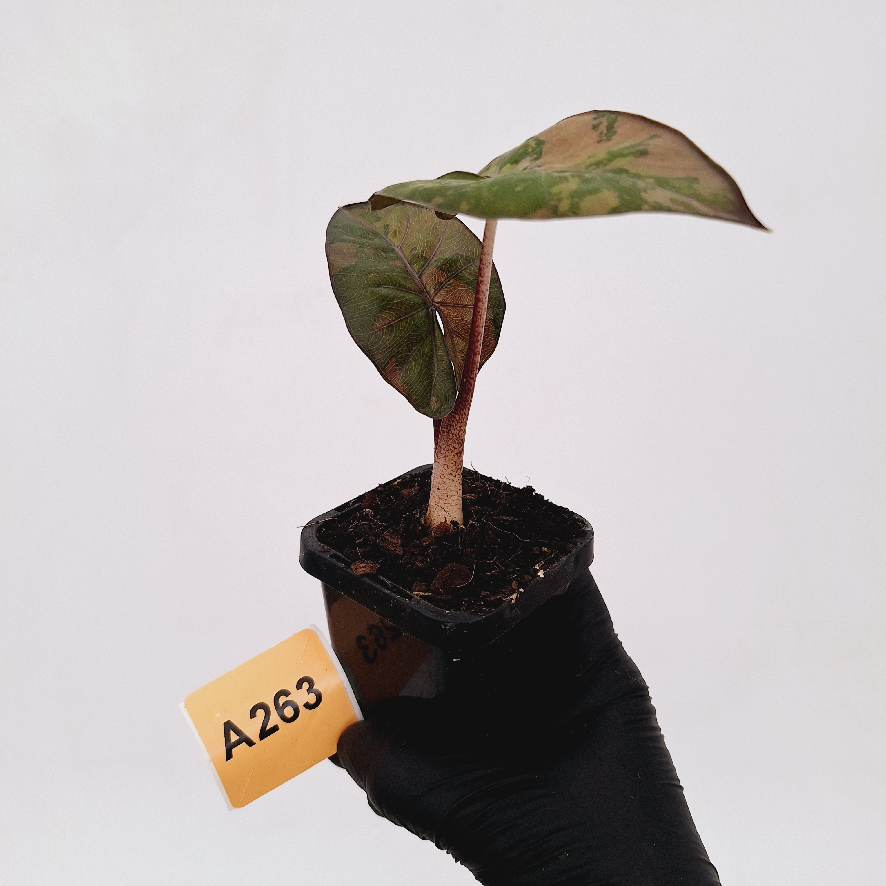 Alocasia macrorrhizos &#39;plumbea Variegata&#39;