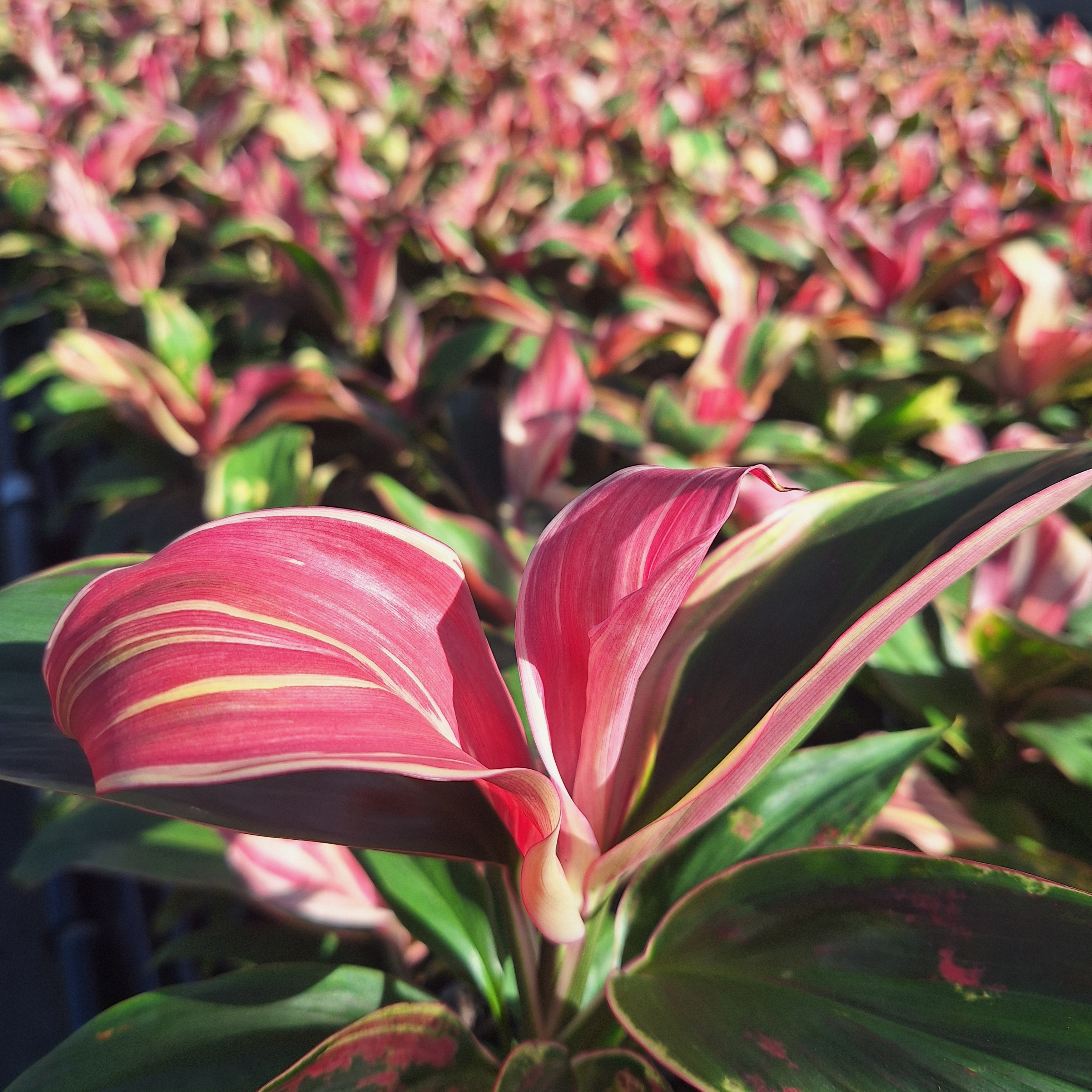 Cordyline fruticosa 'Burlesque'