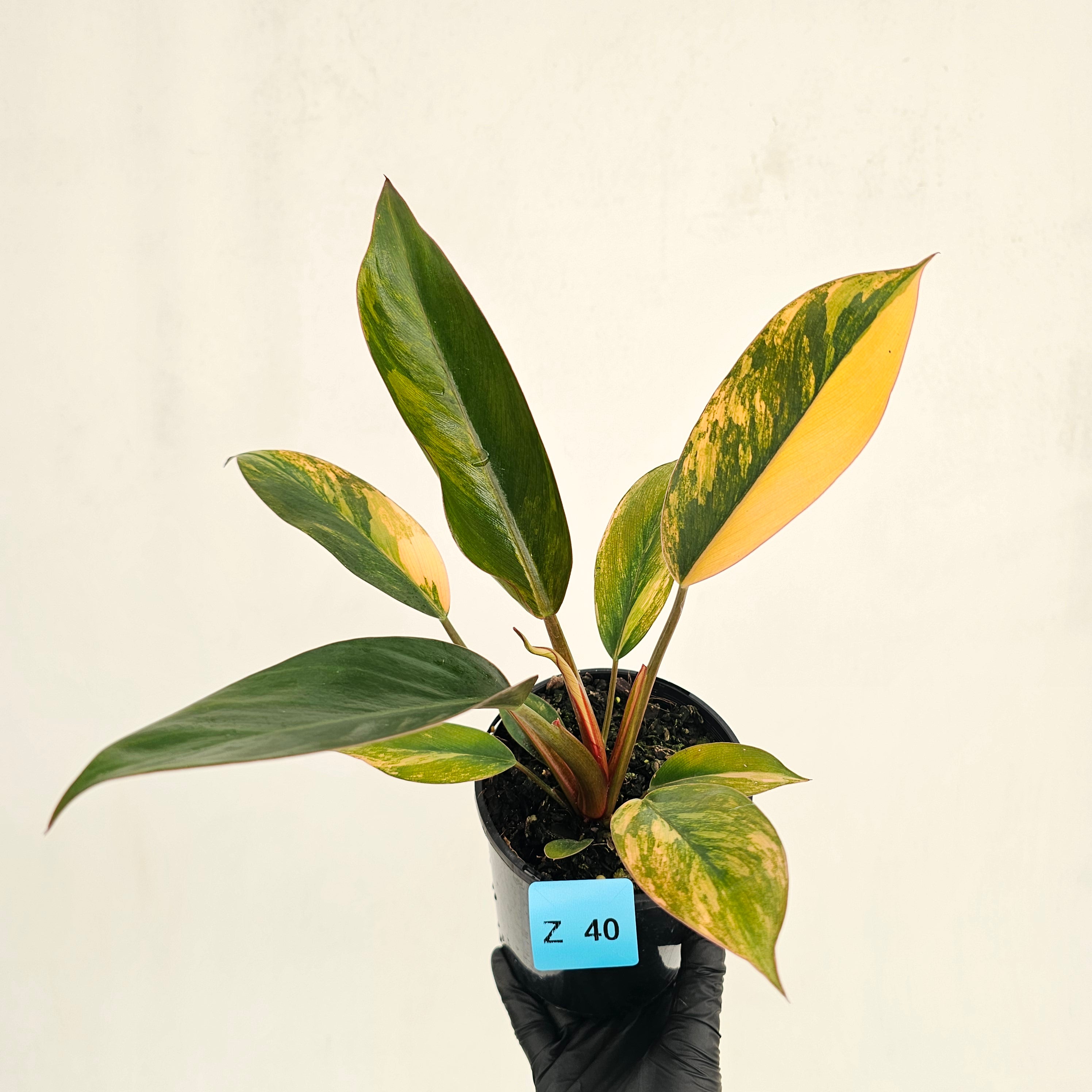 Philodendron 'Rojo Congo Variegated' 125mm