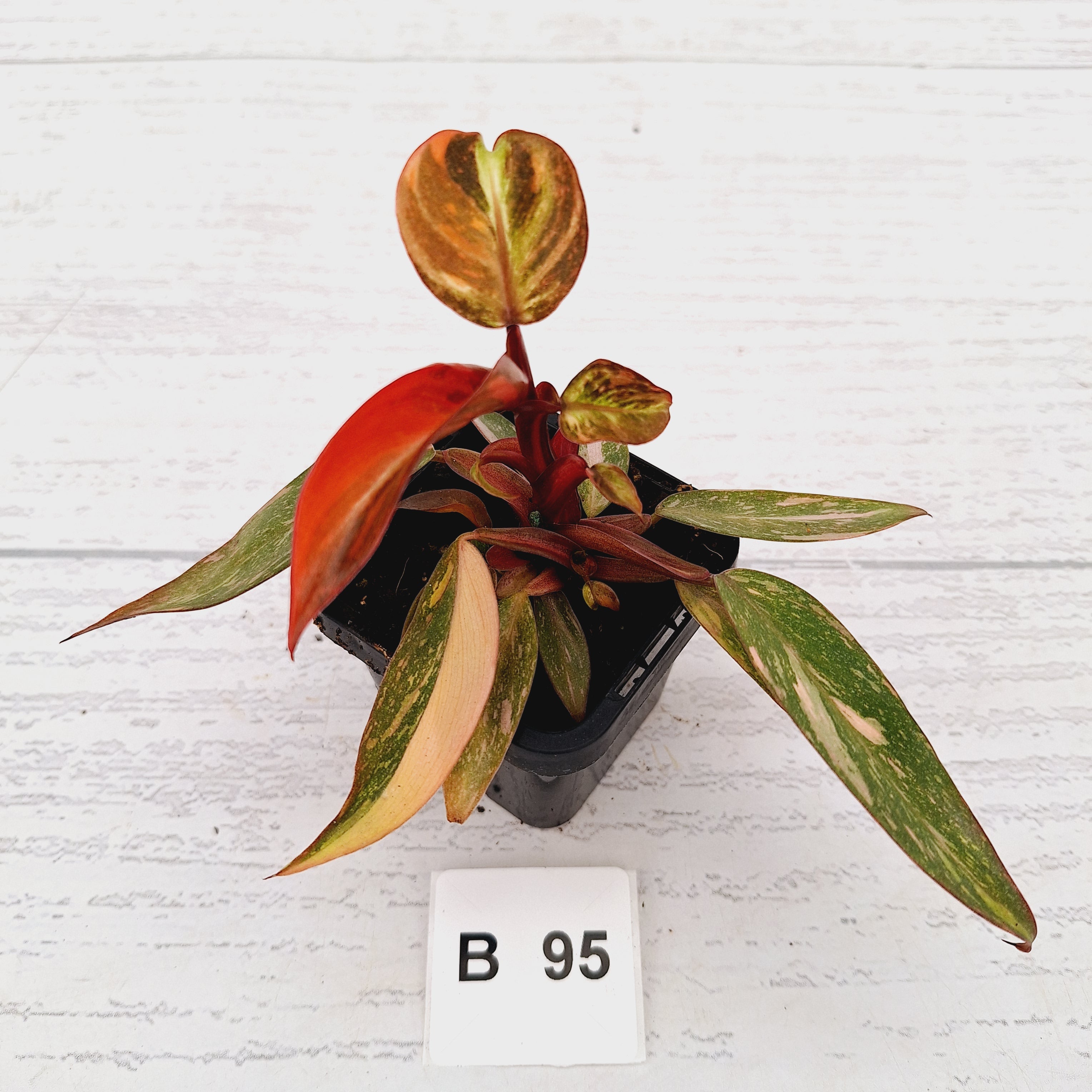 Philodendron 'Orange Princess'