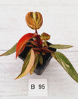Philodendron 'Orange Princess'
