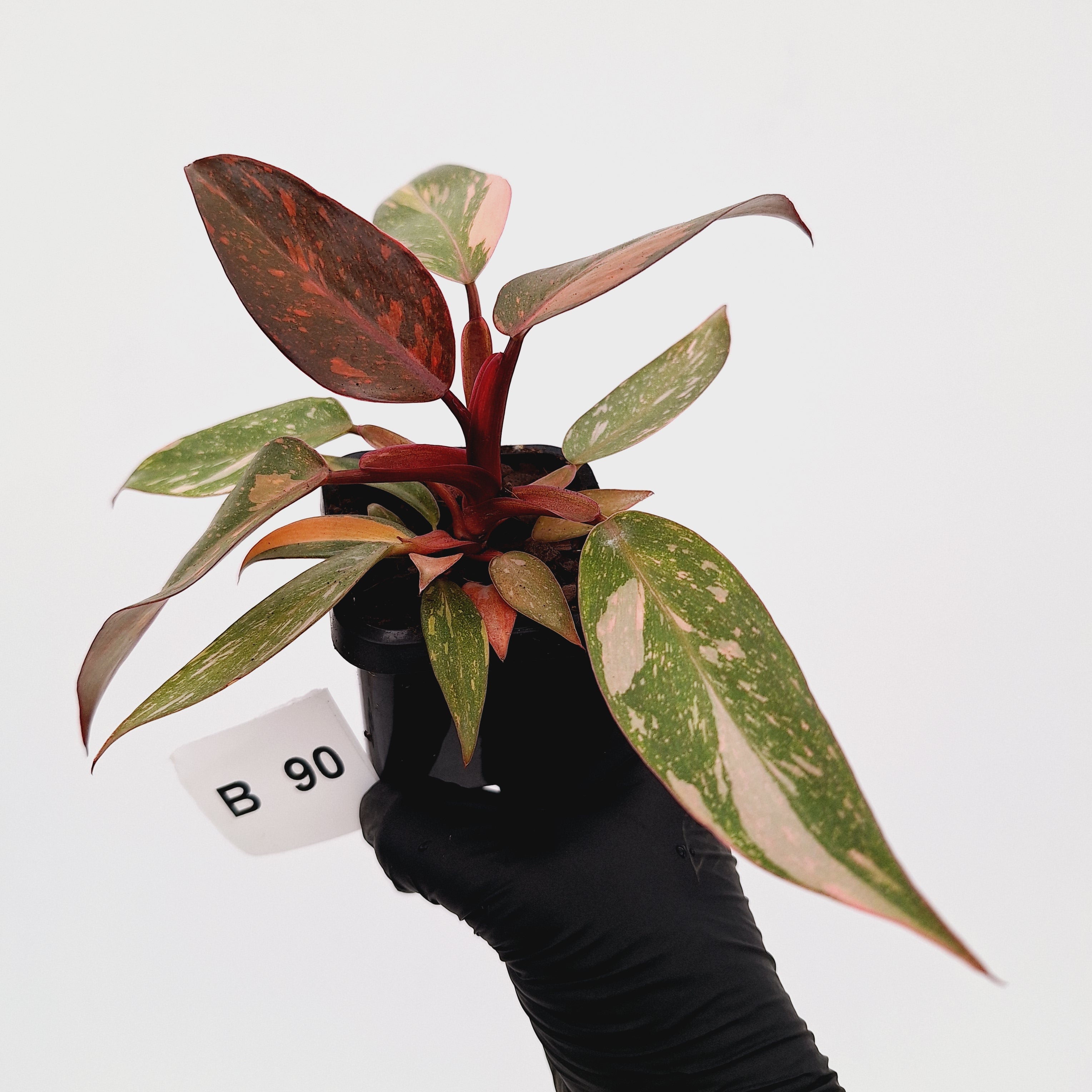 Philodendron 'Orange Princess'