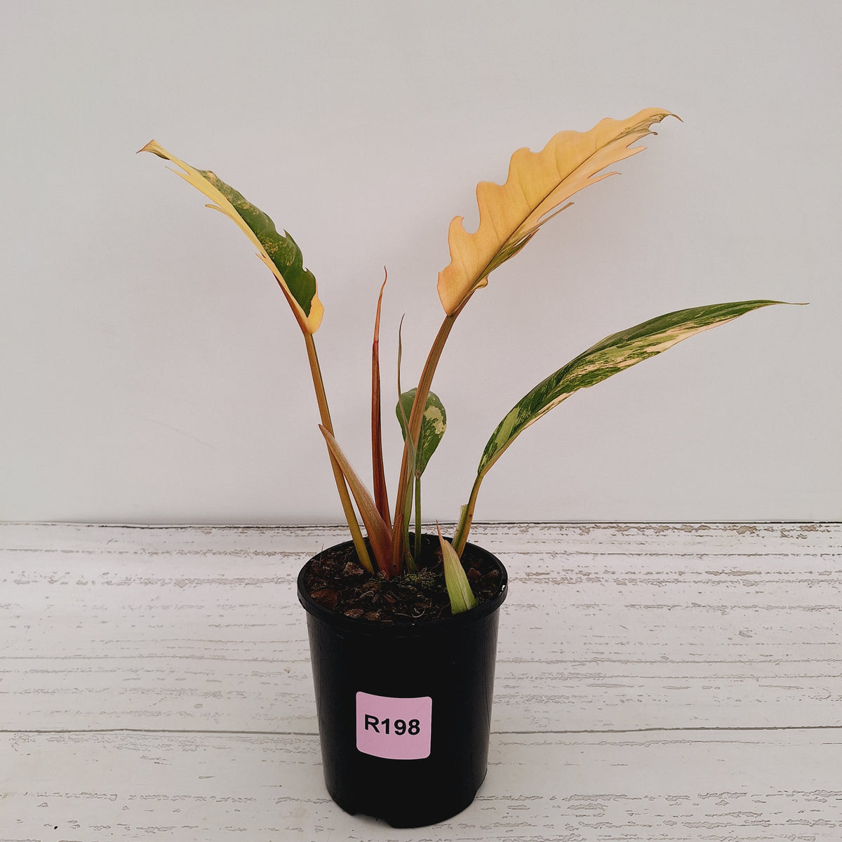 Philodendron serratum 'Caramel Marble'