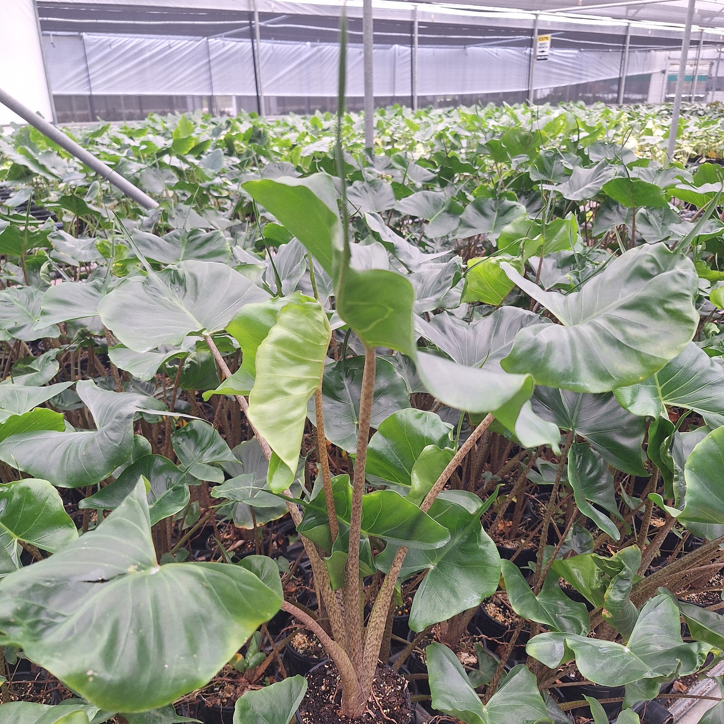 Alocasia macrorrhizos Stingray
