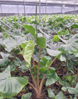 Alocasia macrorrhizos Stingray