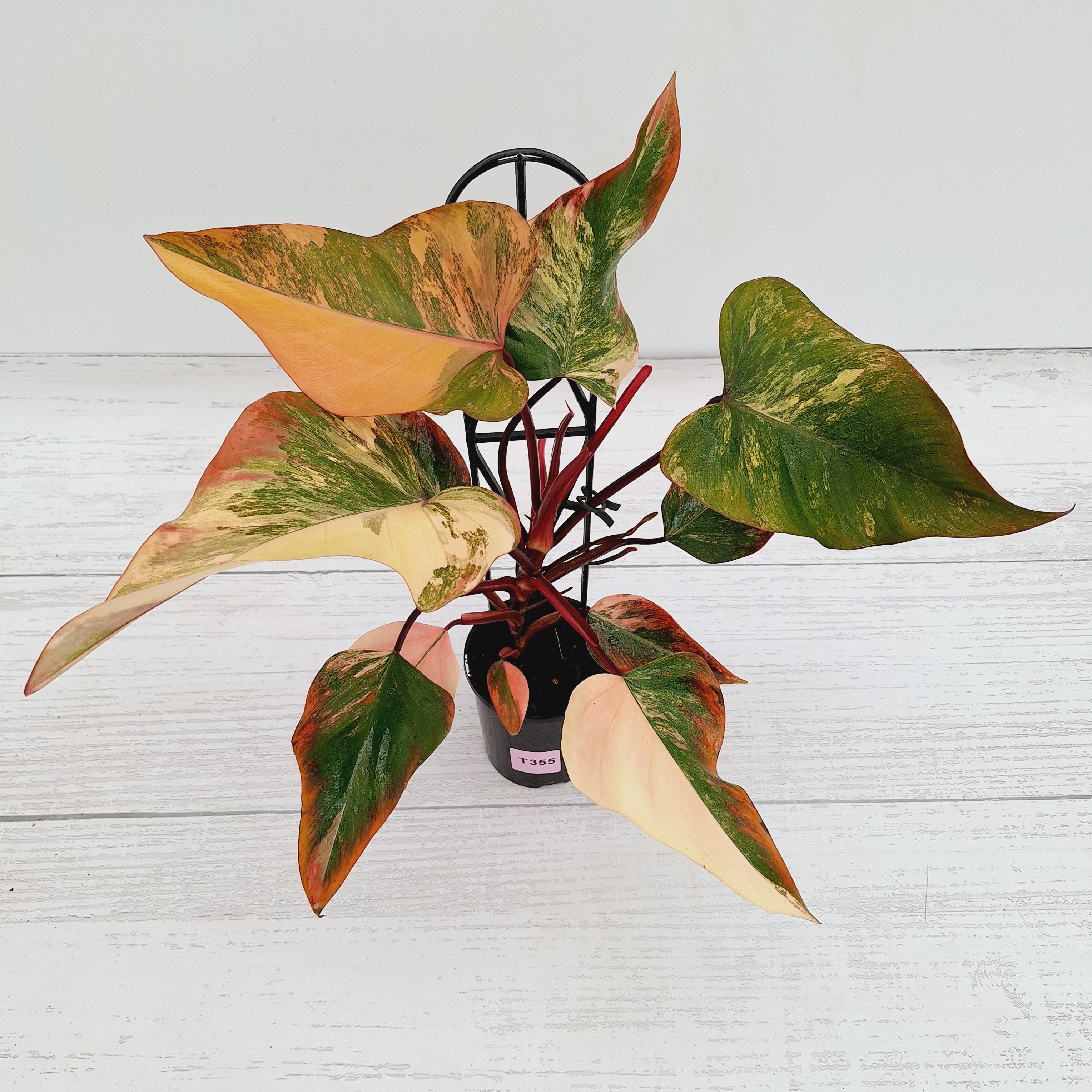 Philodendron erubescens Strawberry Shake