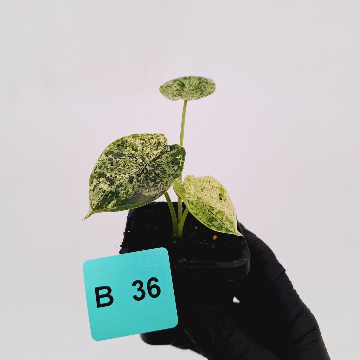 Alocasia baginda ‘Dragon Scale Mint’ -SALE