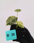 Alocasia baginda ‘Dragon Scale Mint’ -SALE
