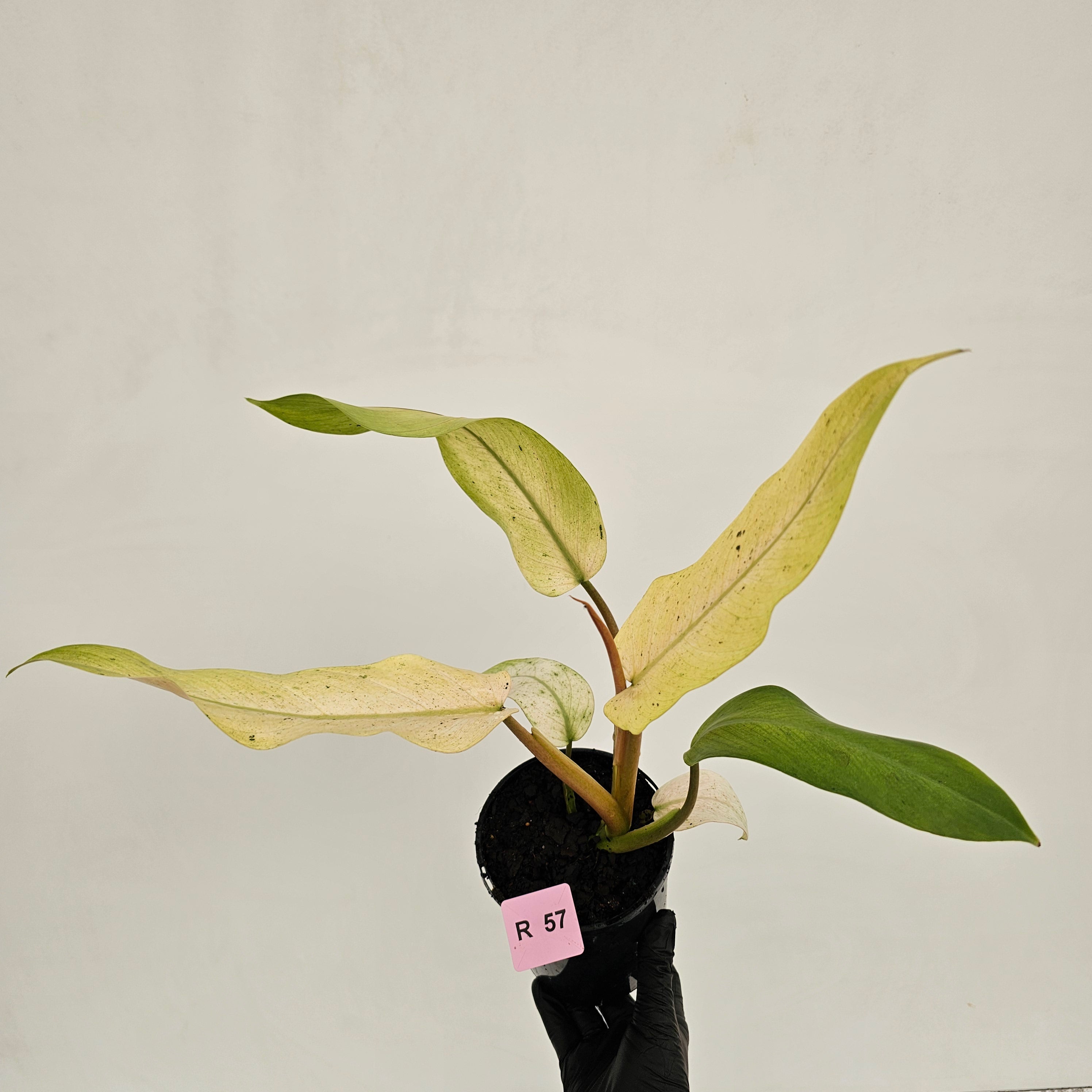 Philodendron  'Whipple Way' SALE