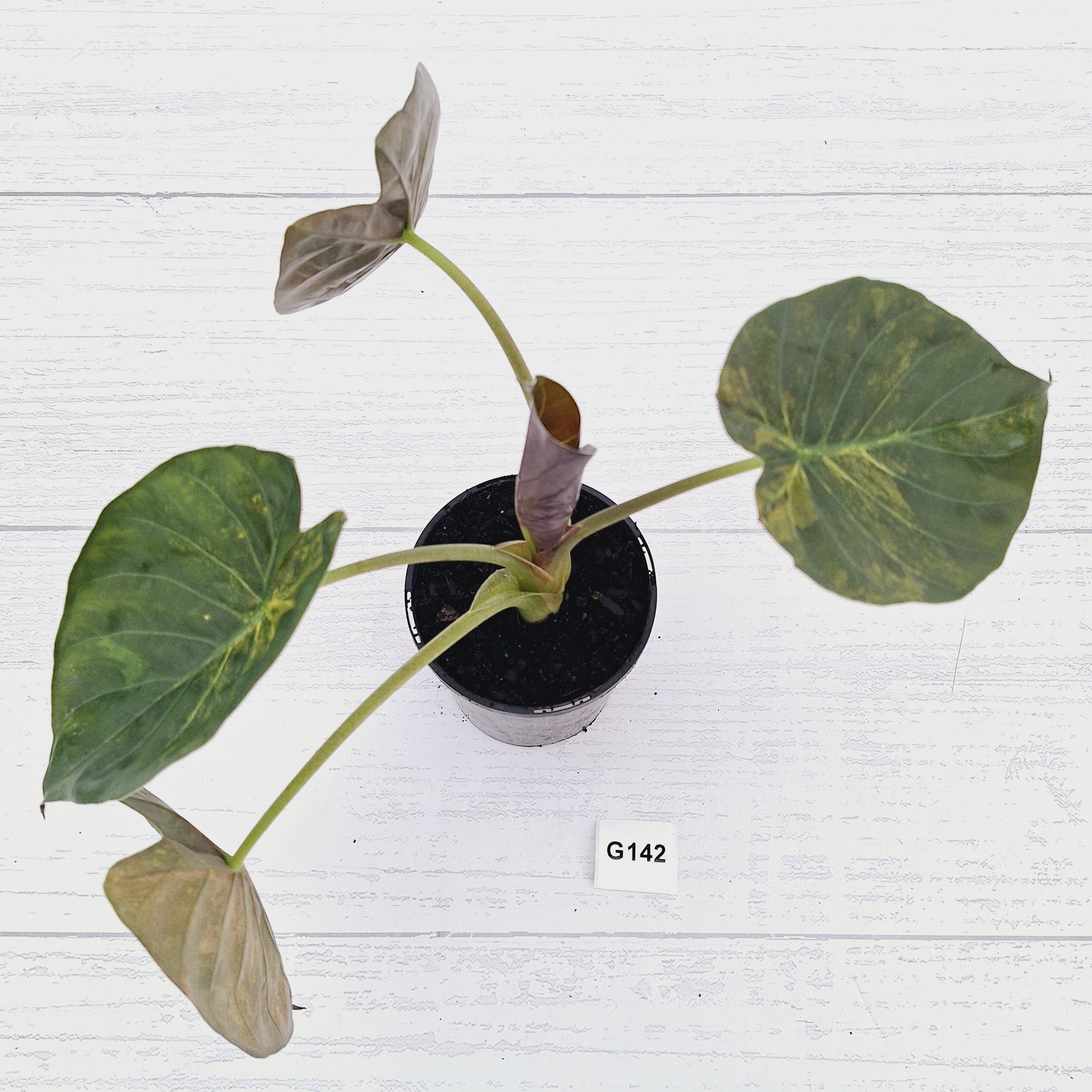 Alocasia ‘wentii’ Variegated