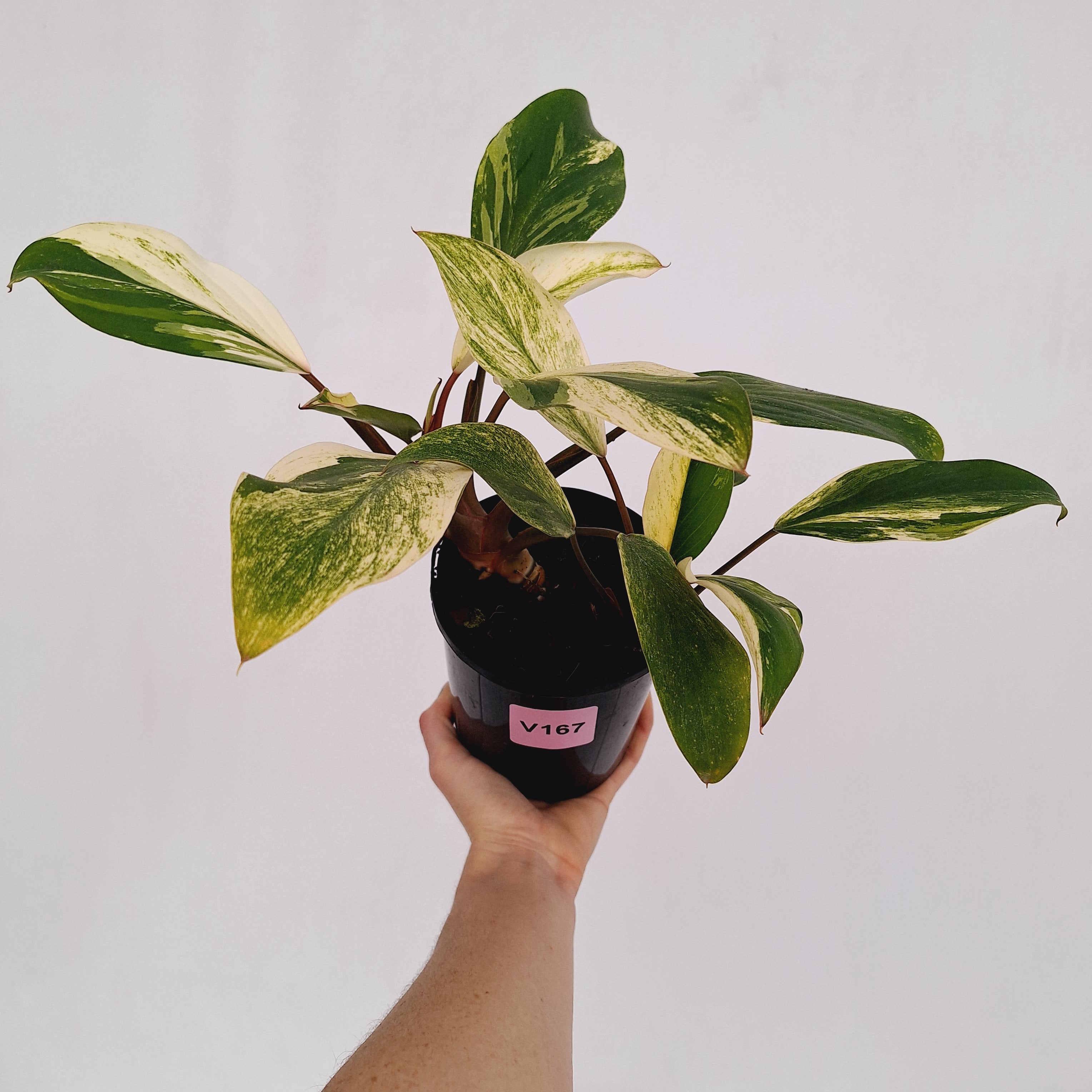 Homalomena Tropical Green Variegata -sale