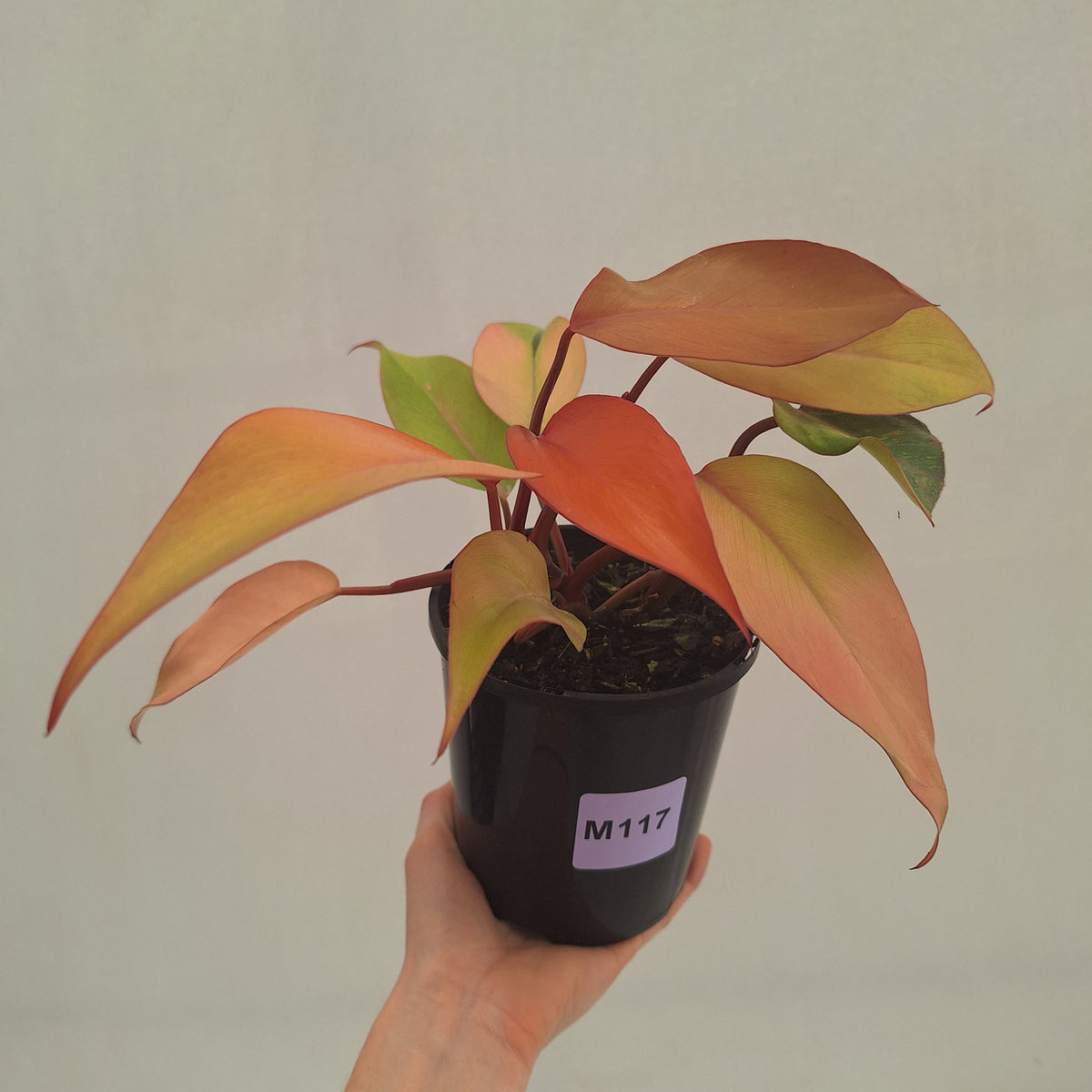 Philodendron 'Orange Princess' Sport