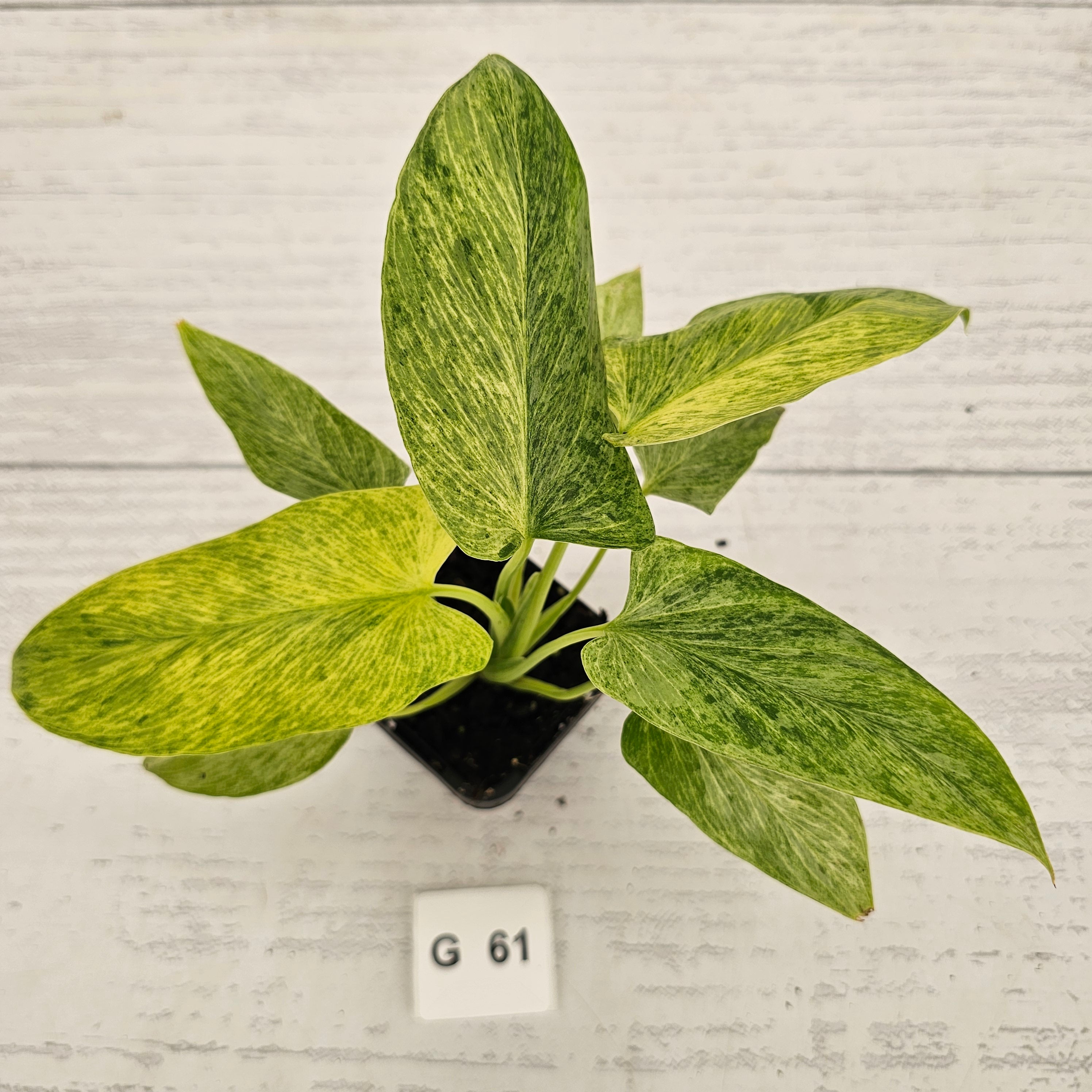 Homalomena sulcata ‘Cream Frost’ - SALE