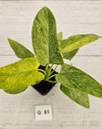 Homalomena sulcata ‘Cream Frost’ - SALE