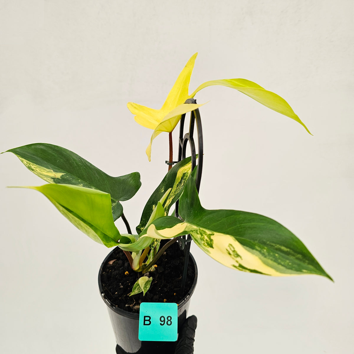 Philodendron pedatum 'Florida Beauty'