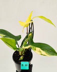 Philodendron pedatum 'Florida Beauty'