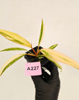Philodendron serratum 'Caramel Marble' -flash sale