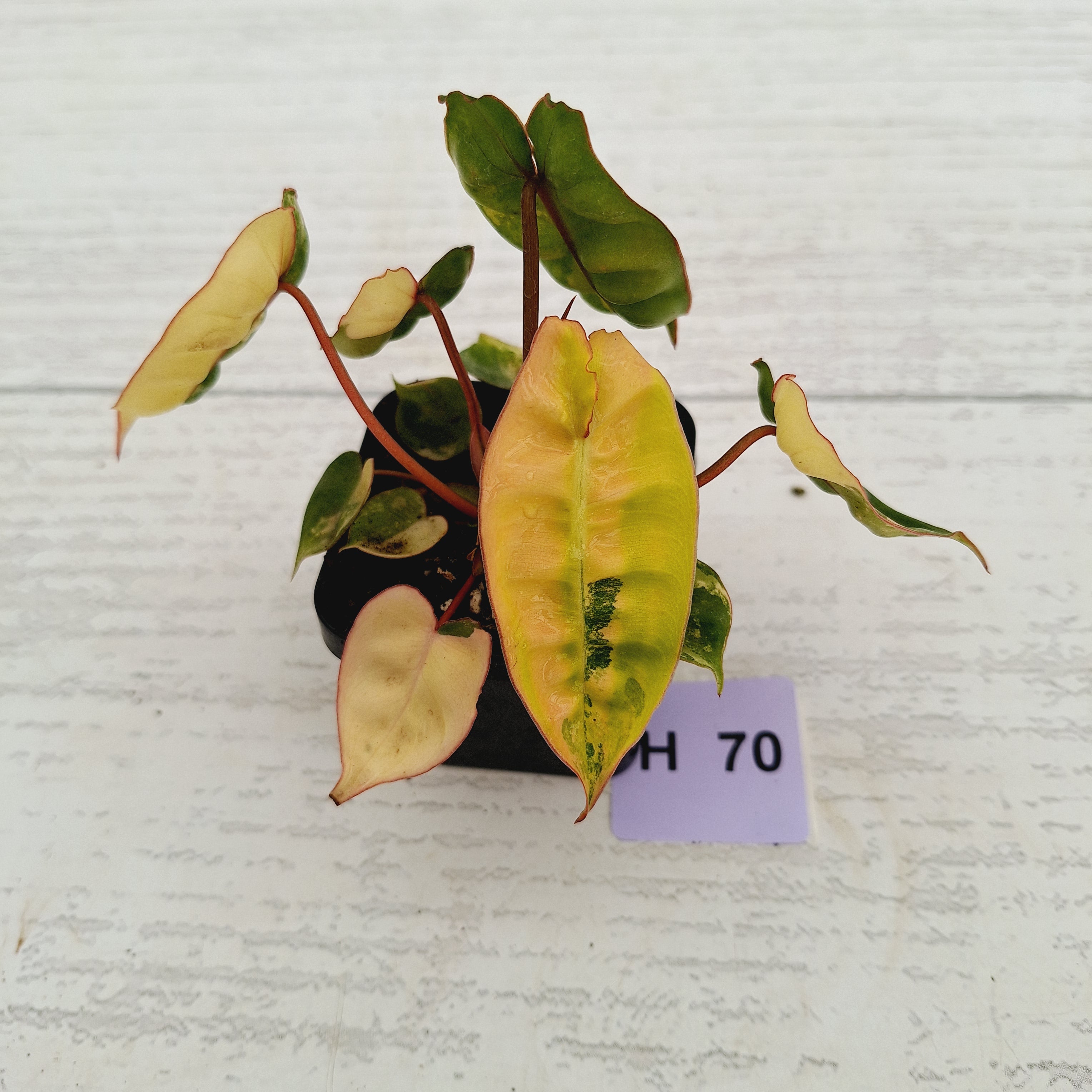 Philodendron billietiae Variegata