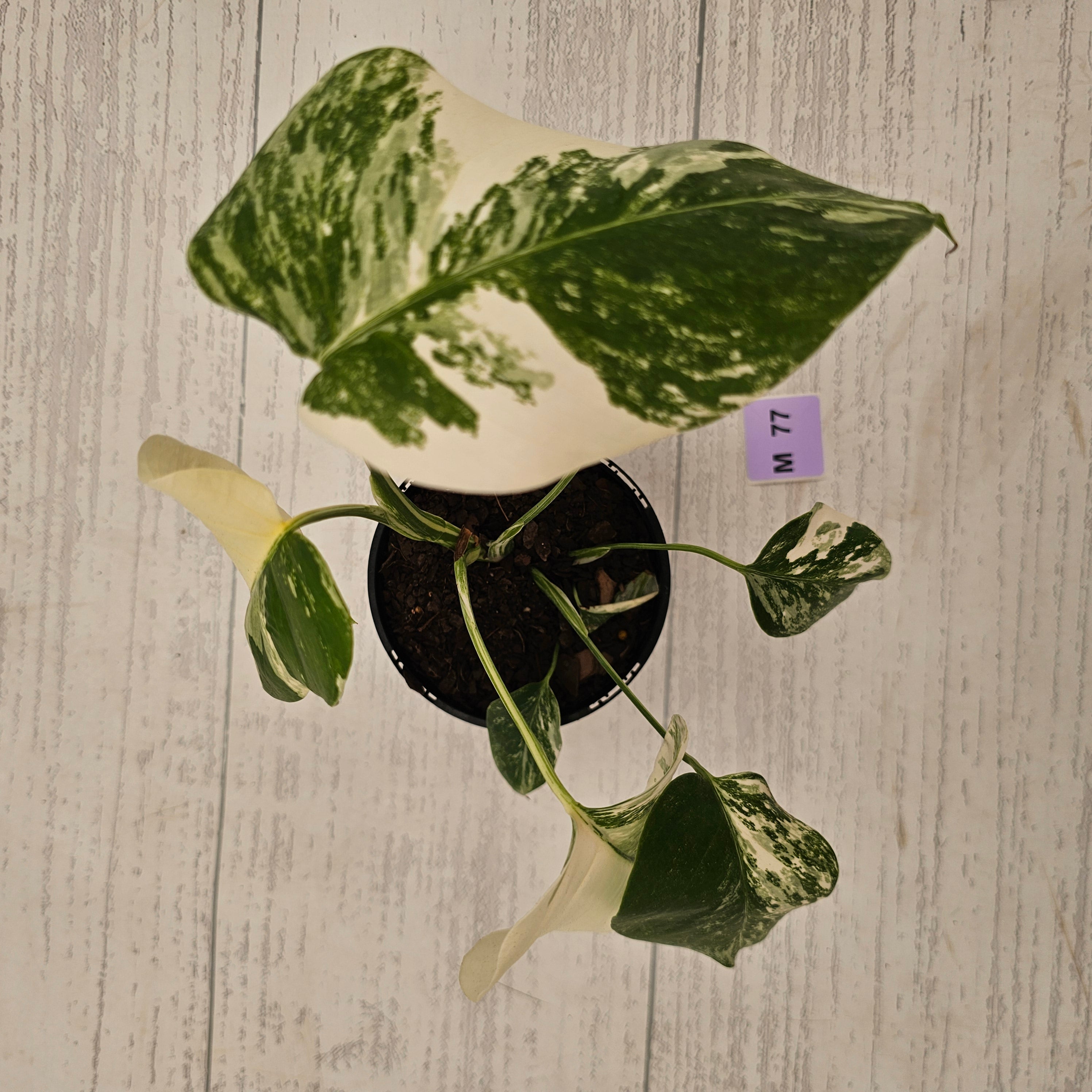 Monstera borsigiana 'Albo'