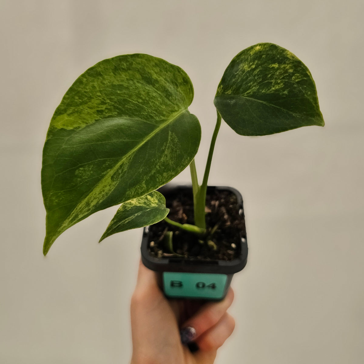 Monstera deliciosa Variegata