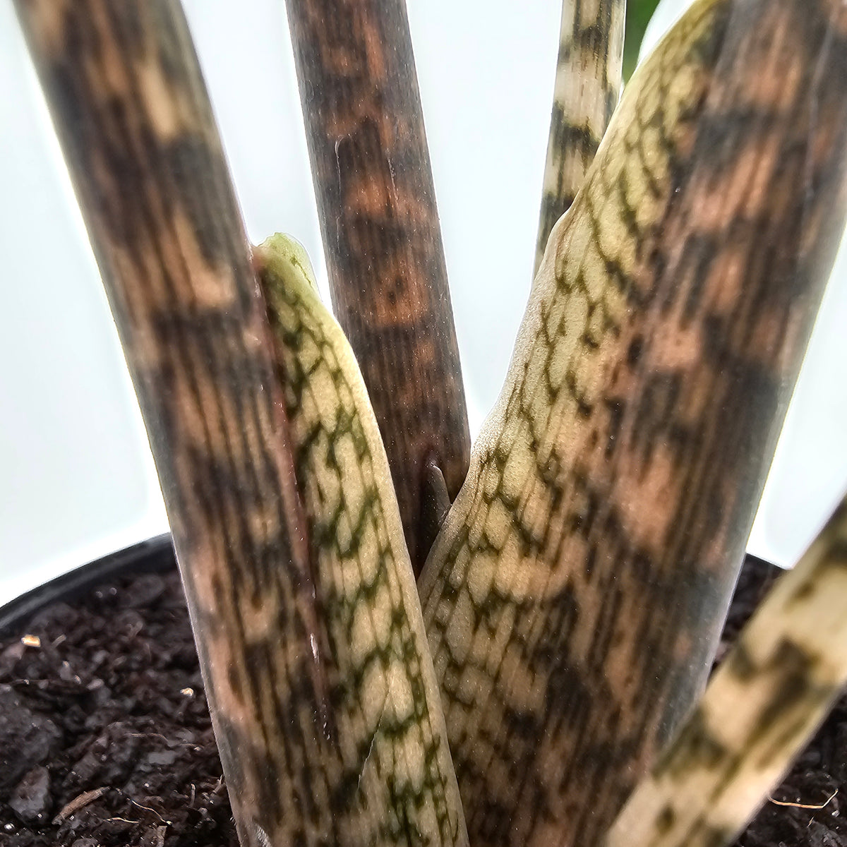 Alocasia tandurusa 'Jacklyn' perfectly imperfect