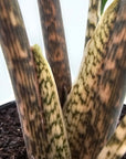 Alocasia tandurusa 'Jacklyn' perfectly imperfect