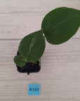 Monstera Deliciosa 'Bulbasaur' - 70mm
