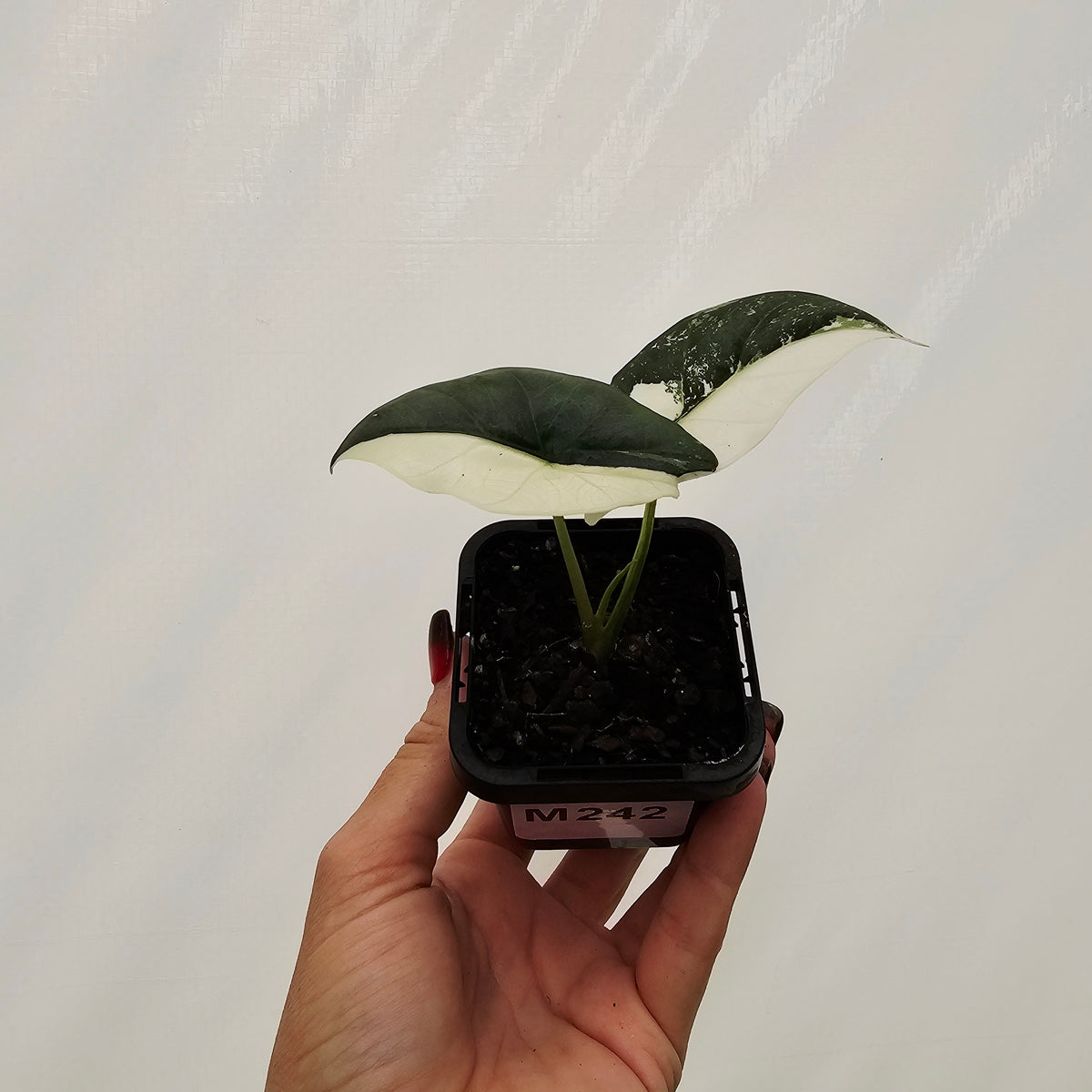 Alocasia ‘Simpo Albo’ Variegata - SALE