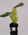 Monstera Deliciosa 'Mint'
