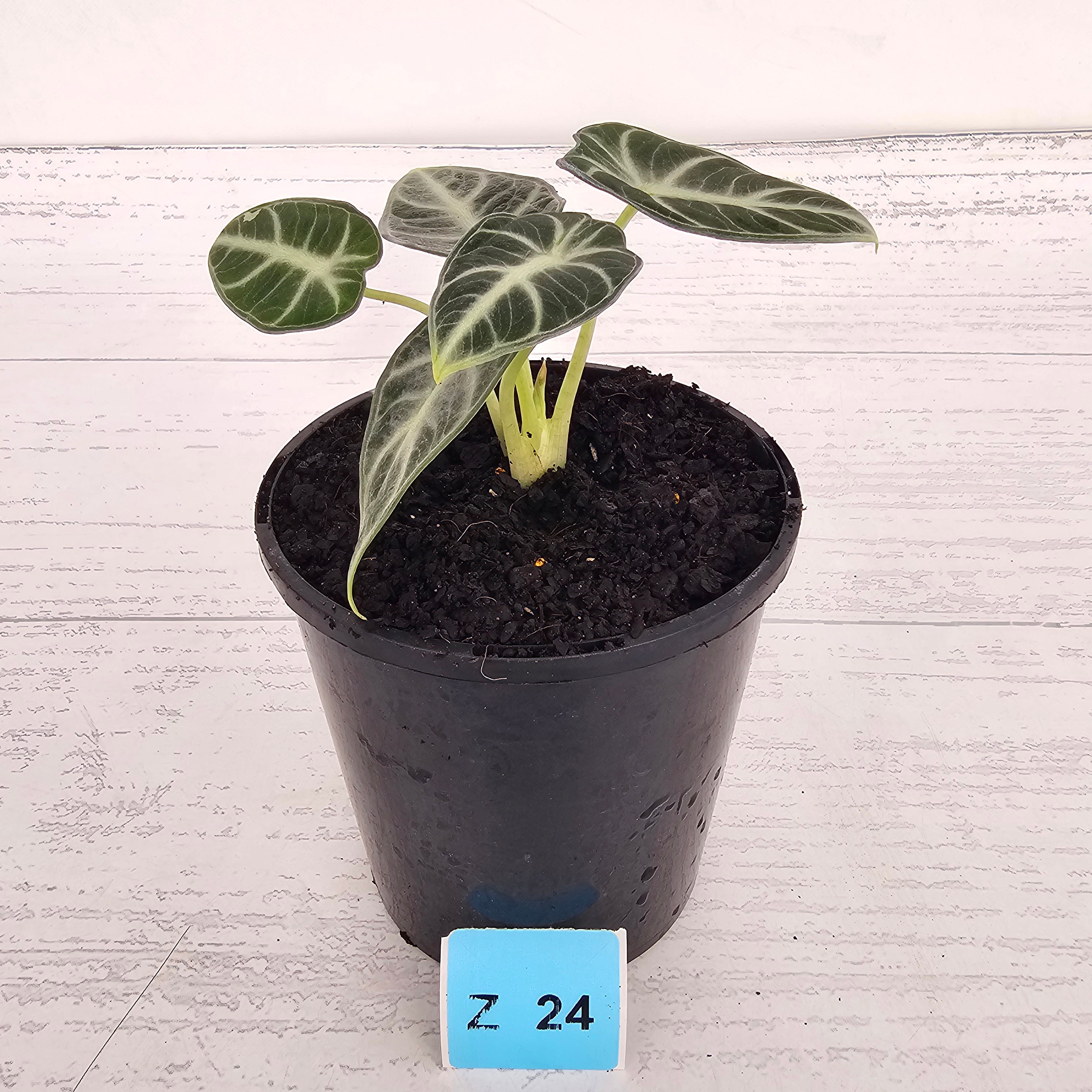 Alocasia  no ID