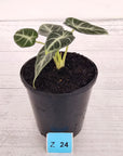 Alocasia  no ID