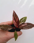 Philodendron erubescens 'Pink Princess Galaxy Marble' - Bare Bottom Baby