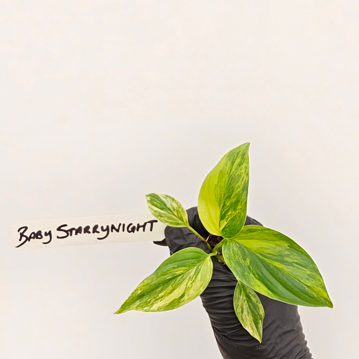 Homalomena rubescens Variegata - Bare Bottom Baby