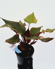 Homalomena rubescens Flaming Red Variegata