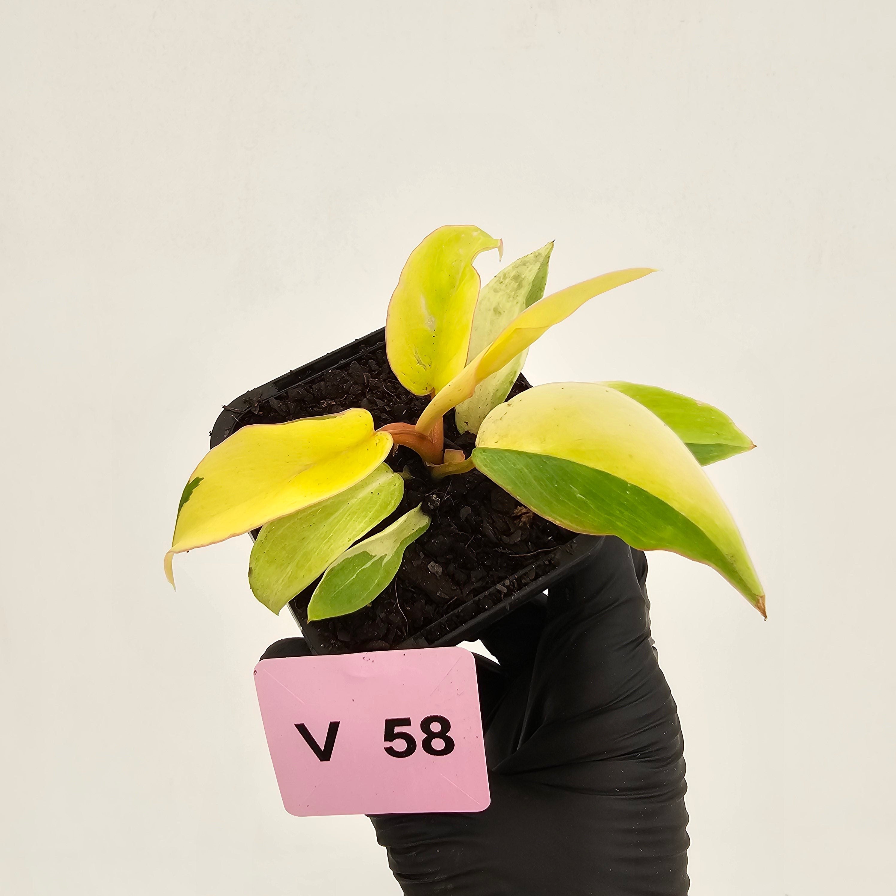 Philodendron pinnatifidum 'Jungle Fever Egg Yolk"