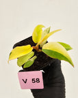 Philodendron pinnatifidum 'Jungle Fever Egg Yolk"